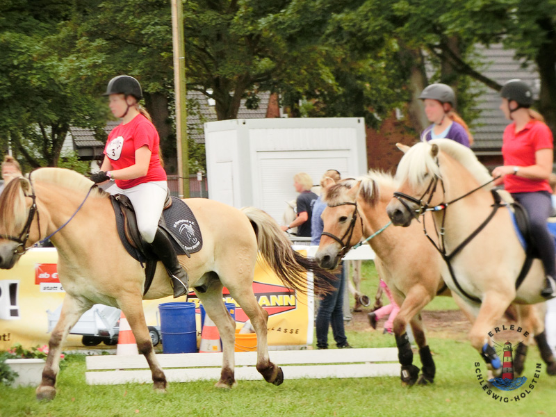 Shetlandponys auf der Norla