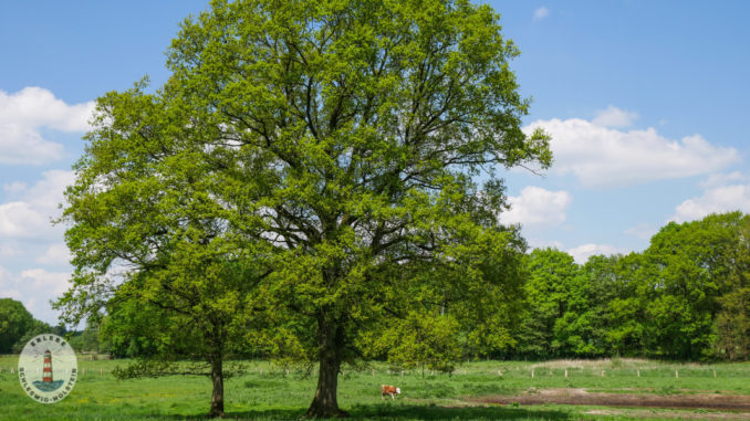 Schleswig Holstein Landschaft