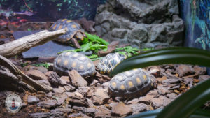 Schildkröten im Freizeitpark Tolk-Schau