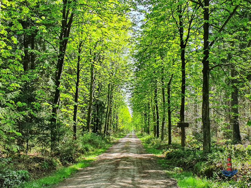 Wanderweg Mönkloh Waldlehrpfad Hasselbusch